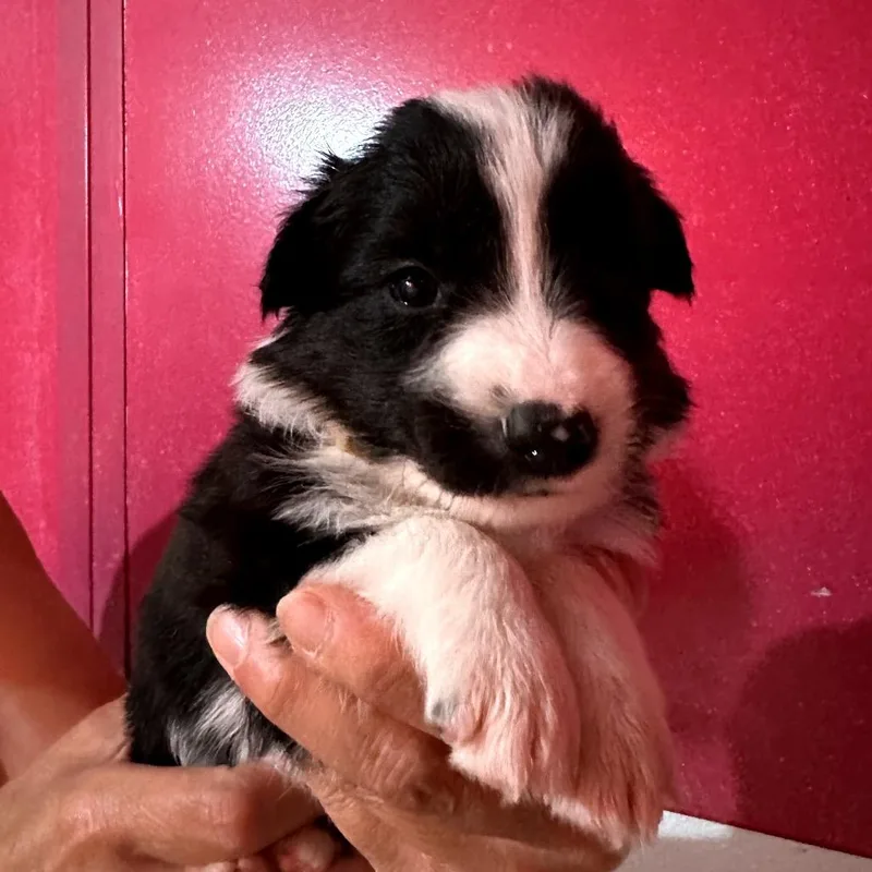 Leroy Brown thumbnail 2