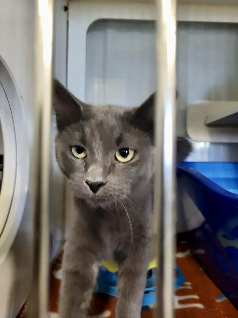 A young medium-sized male Gray / Blue / Silver Domestic Medium Hair cat named Fig for adoption in Detroit Lakes, MN