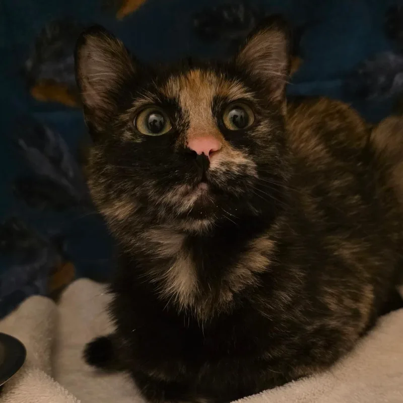 A young medium-sized female Black Domestic Short Hair cat named Nebula for adoption in Council Bluffs, IA