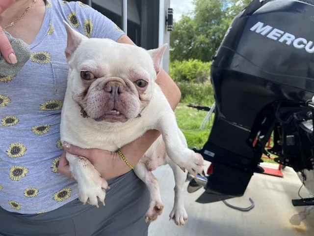 An adult small-sized male French Bulldog dog named Vito for adoption in Fort Myers, FL