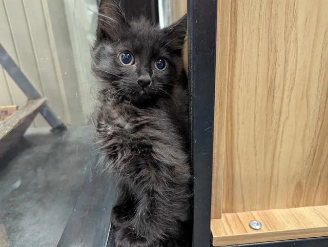 A baby small-sized female Domestic Medium Hair cat named Pritchett for adoption in Brunswick, GA