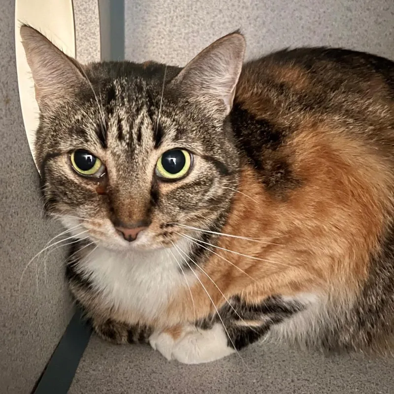 An adult medium-sized female Torbie cat named Paloma for adoption in Cambria, CA