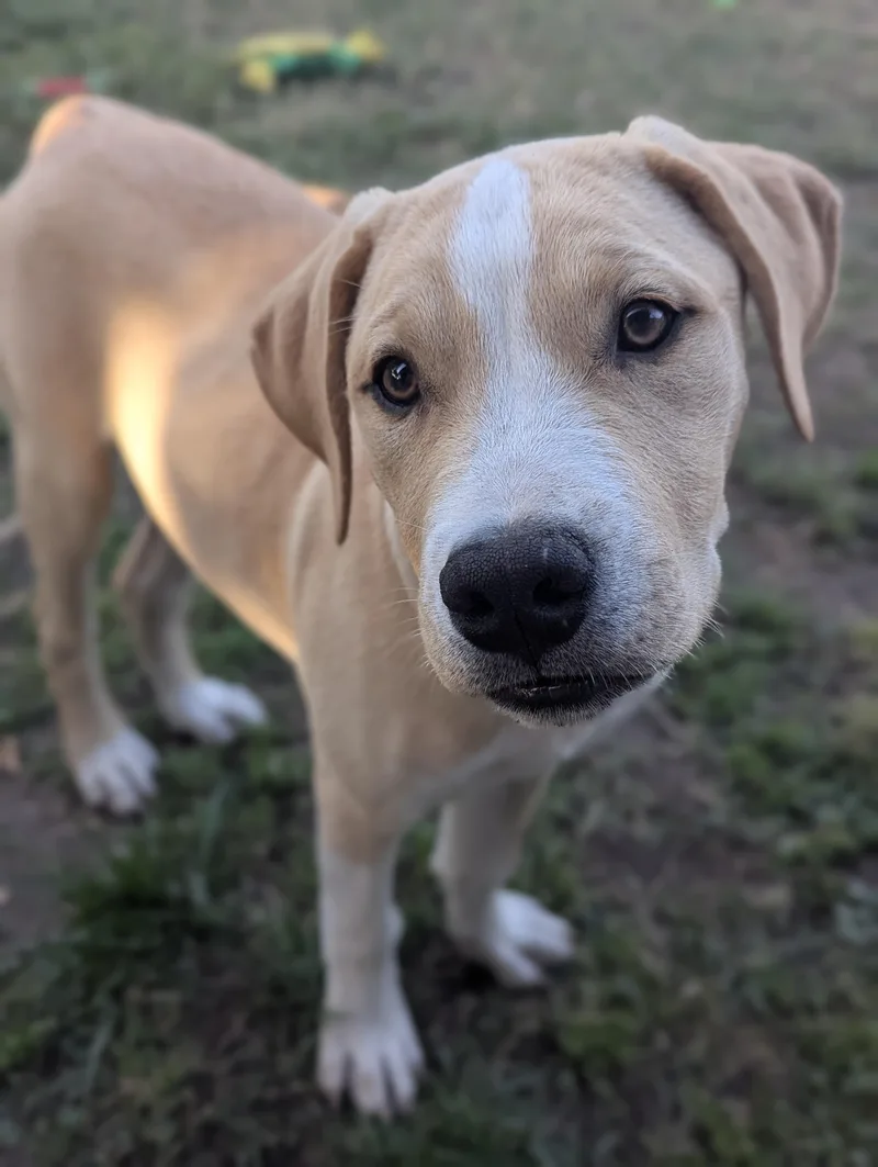 A young medium-sized male Apricot / Beige Mixed Breed dog named Oakley for adoption in Bellflower, CA