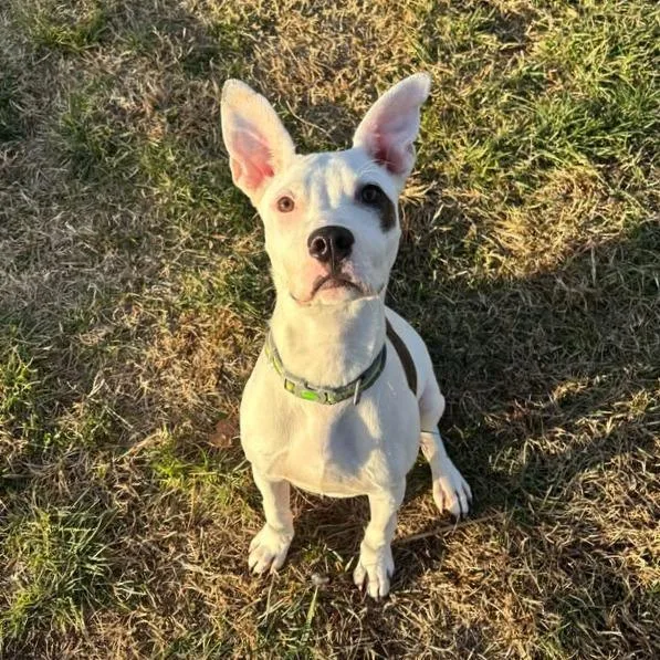 A young small-sized male White / Cream Terrier dog named Onyx for adoption in Waynesboro, PA