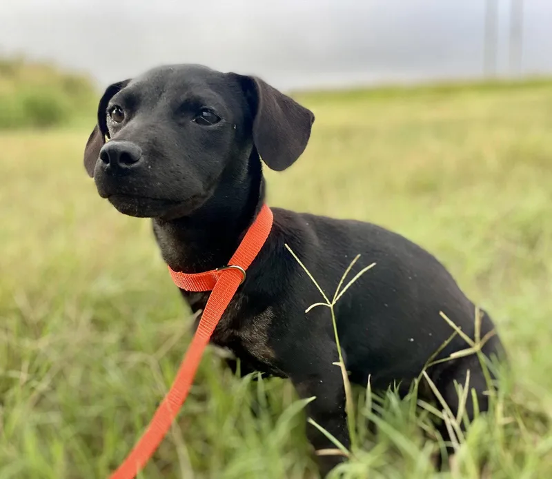 A baby small-sized female Dachshund dog named Matilda for adoption in Austin, TX