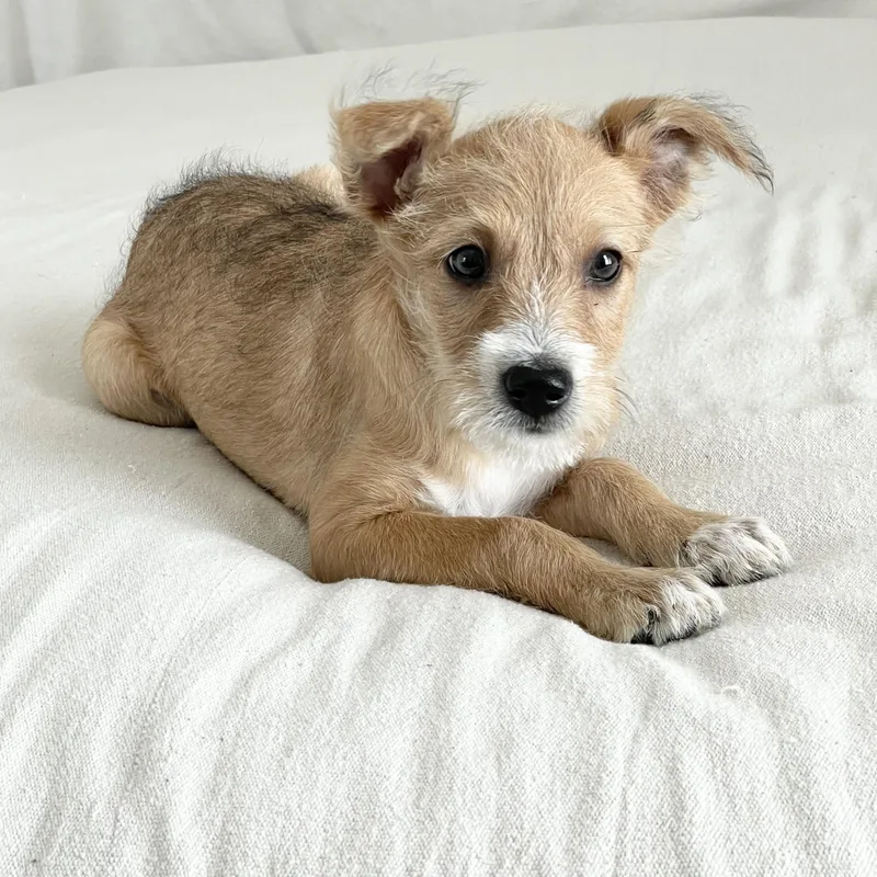 Scruffy Sweet Torre thumbnail 2