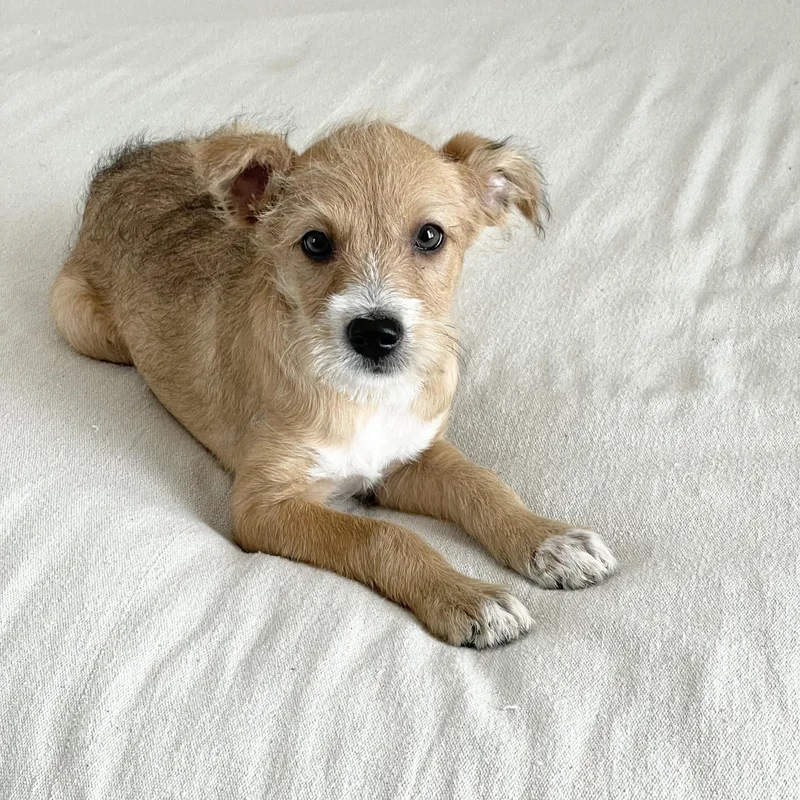 Scruffy Sweet Torre thumbnail 4