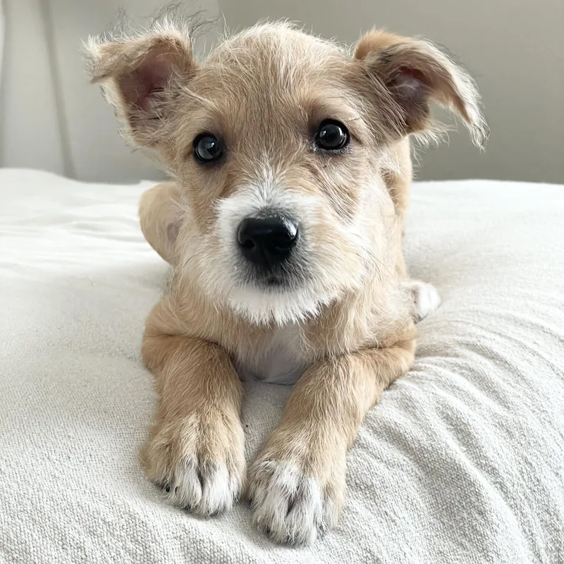 Scruffy Sweet Torre thumbnail 5