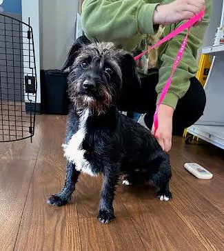 A young small-sized male Black Mixed Breed dog named Sand Trap for adoption in Nashville, TN