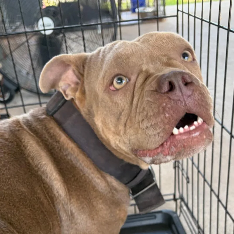 An adult medium-sized female Staffordshire Bull Terrier dog named Bella for adoption in Lake Jackson, TX