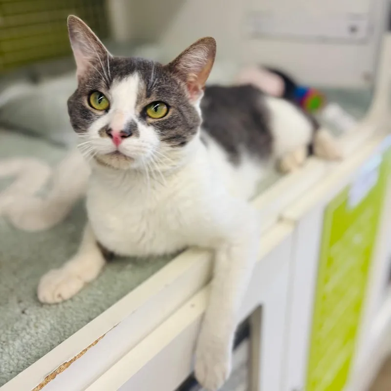 A young medium-sized male Gray / Blue / Silver Domestic Short Hair cat named Elwa for adoption in Woodbury, NJ