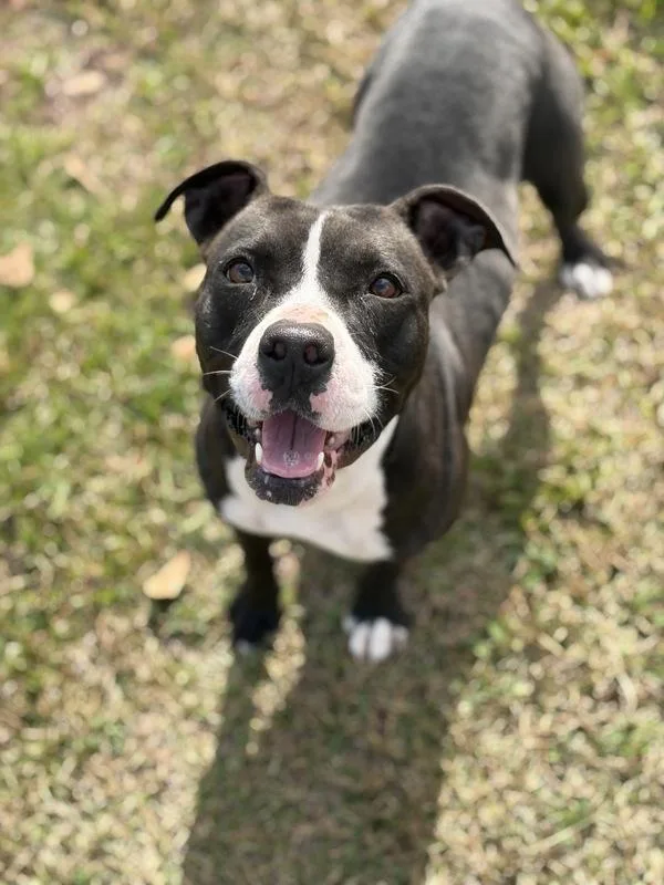 An adult medium-sized female Boston Terrier dog named Fruit Cake for adoption in Lafayette, LA