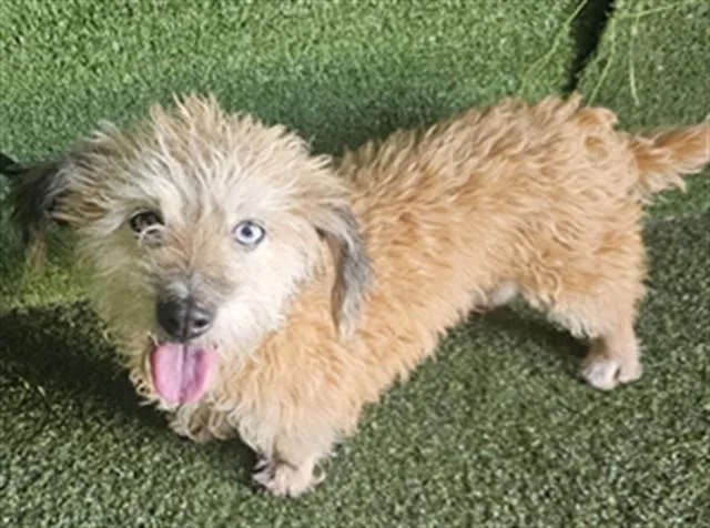 An adult medium-sized female Poodle dog named A for adoption in Lancaster, CA