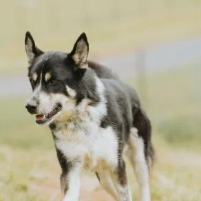 An adult large-sized male Husky dog named Mambo for adoption in Salem, OR