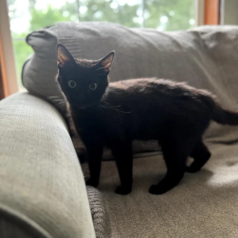 A young medium-sized female Black Domestic Short Hair cat named Millicent for adoption in Fairfax Station, VA