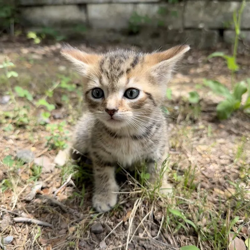 A baby small-sized male Brown / Chocolate Domestic Short Hair cat named Boda for adoption in Odenville, AL