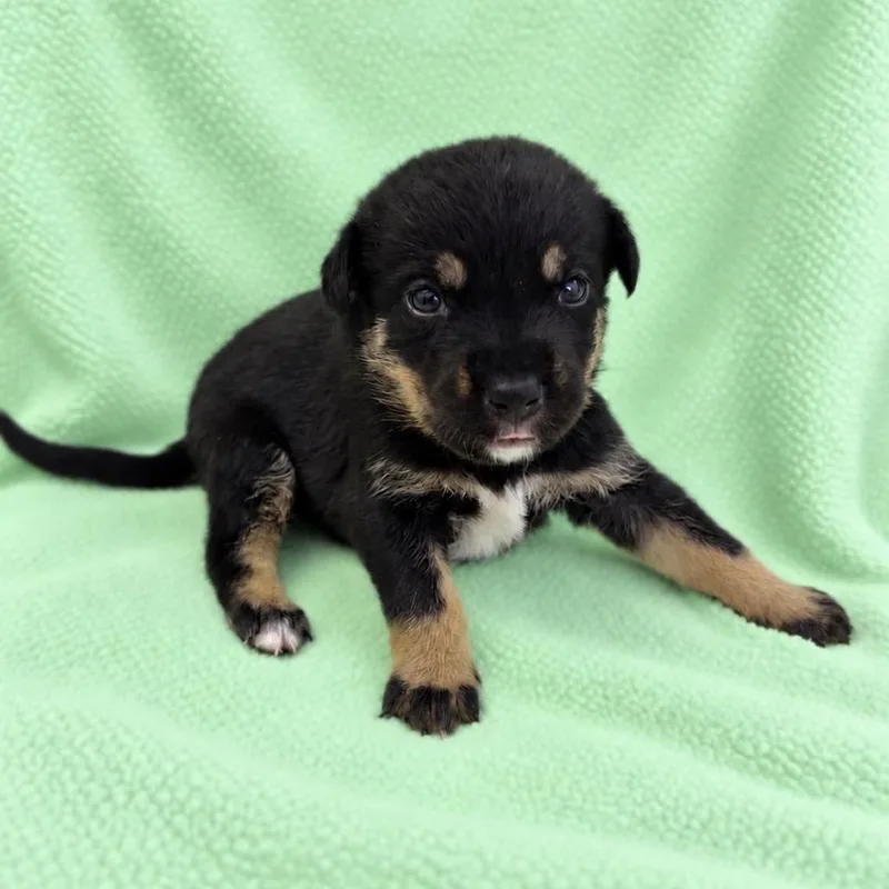 A baby medium-sized female German Shepherd Dog dog named Bindi for adoption in St. Peters, MO