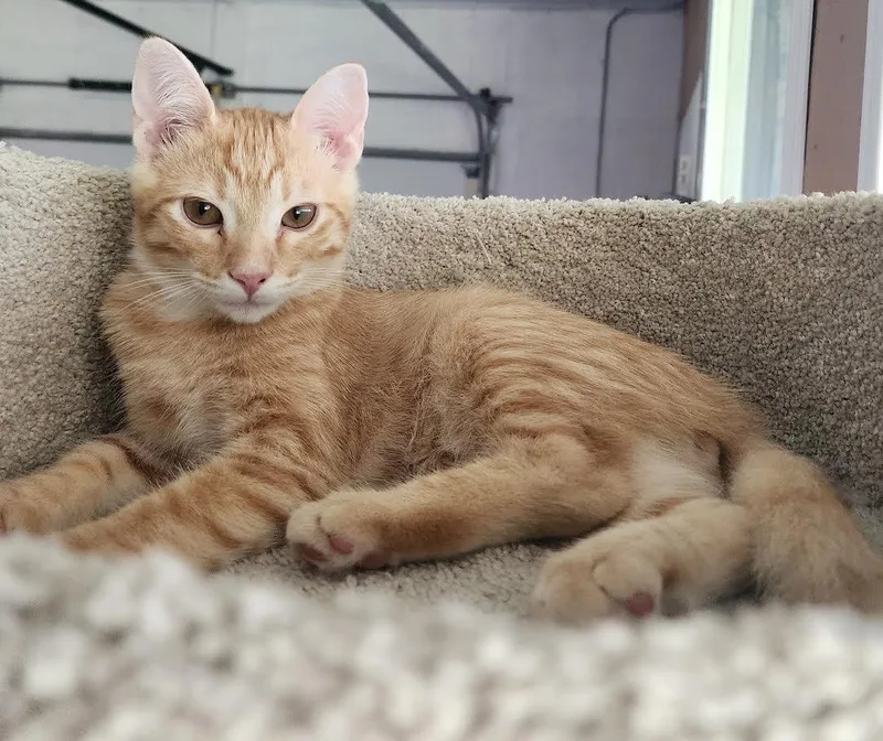 A baby medium-sized male Domestic Short Hair cat named MikeyCOURTESY LISTING for adoption in Decorah, IA