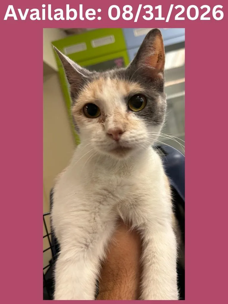 A young large-sized female Domestic Short Hair cat named Cat Condo for adoption in Greenville, TX