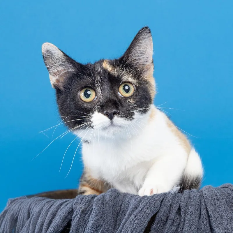 A baby small-sized female Calico Domestic Short Hair cat named Mercedes for adoption in Franklin, TN