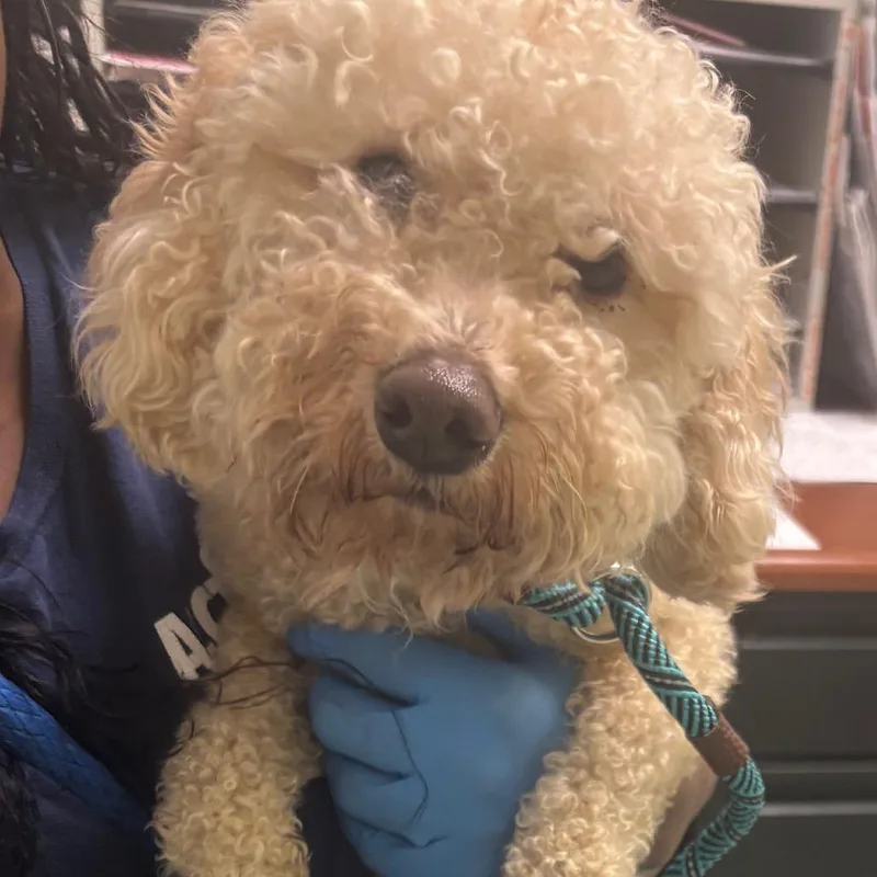 An adult small-sized male White / Cream Poodle dog named Flacco for adoption in Philadelphia, PA
