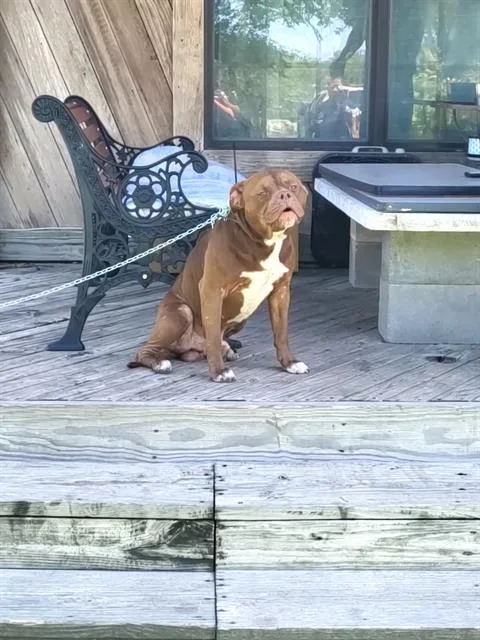 A young medium-sized male American Staffordshire Terrier dog named A for adoption in San Antonio, TX