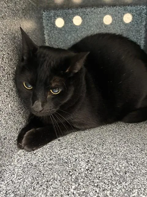 An adult small-sized female Domestic Short Hair cat named Nightingale for adoption in Naples, FL