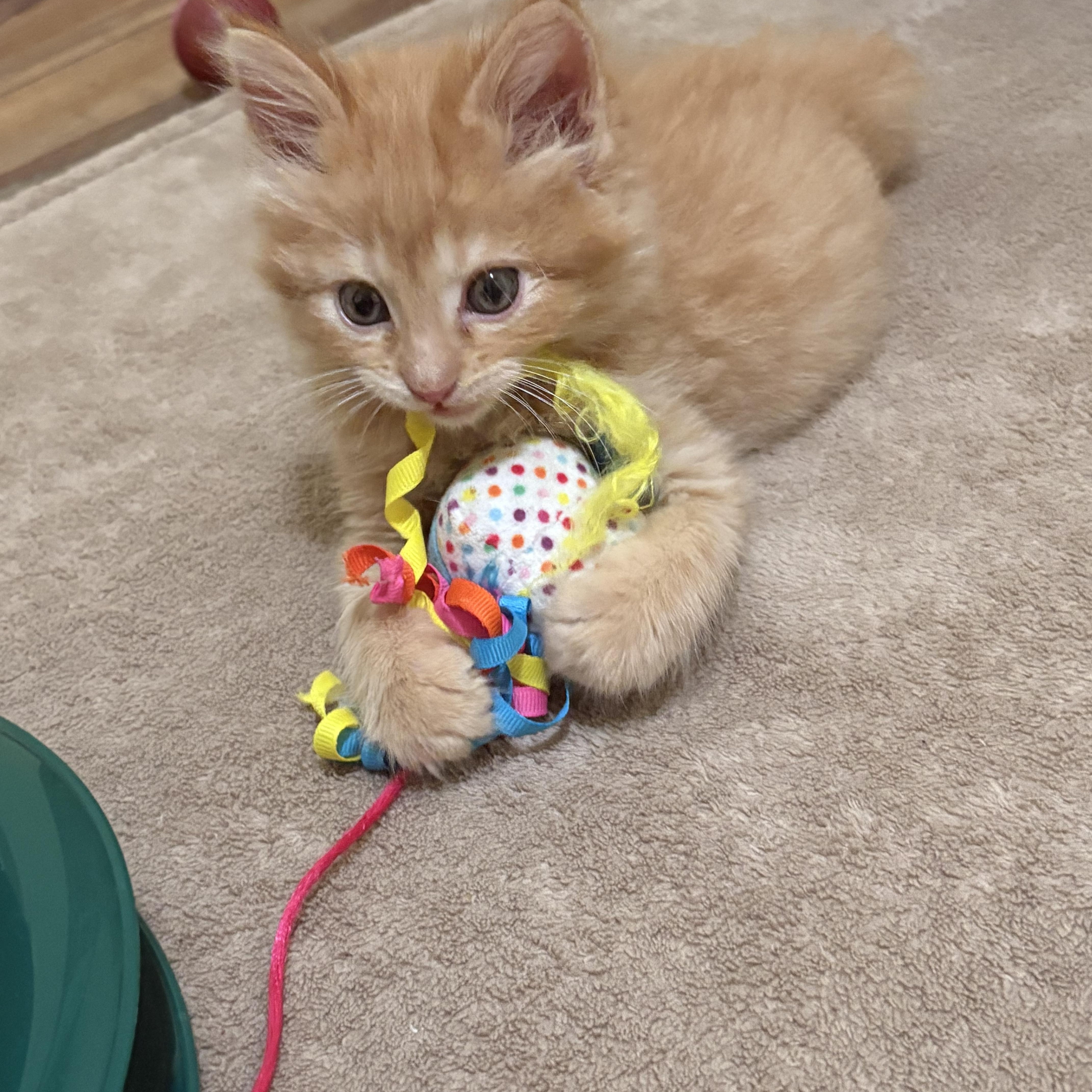 A baby medium-sized male Domestic Medium Hair cat named Ollie for adoption in Big Rapids, MI