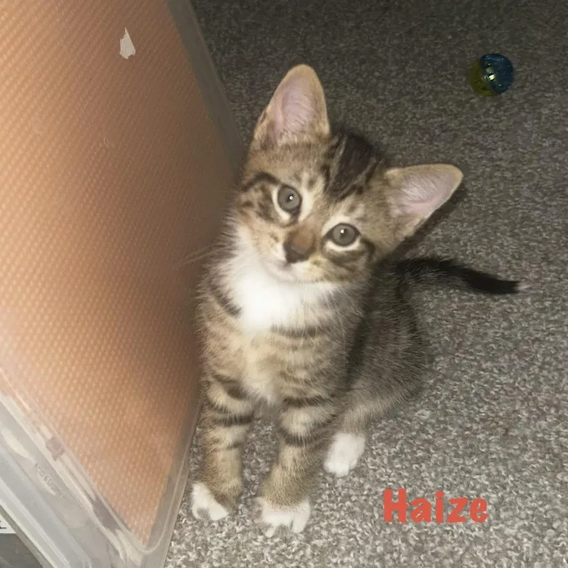 A baby small-sized male Gray / Blue / Silver Domestic Short Hair cat named Haize for adoption in Fort Lauderdale, FL
