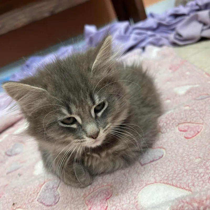 A baby small-sized female Gray / Blue / Silver Domestic Short Hair cat named Shortcake for adoption in Bedford, NH