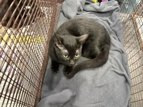 A baby medium-sized female Domestic Short Hair cat named Alex for adoption in Chatsworth, CA