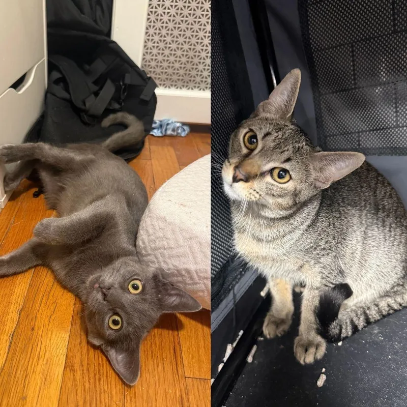 A baby medium-sized male Domestic Short Hair cat named Hoyt & Zevia Zero for adoption in Brooklyn, NY