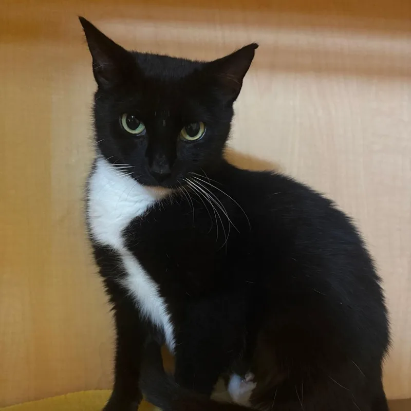 An adult medium-sized female Black Domestic Short Hair cat named Mcqueen for adoption in Chesapeake, VA