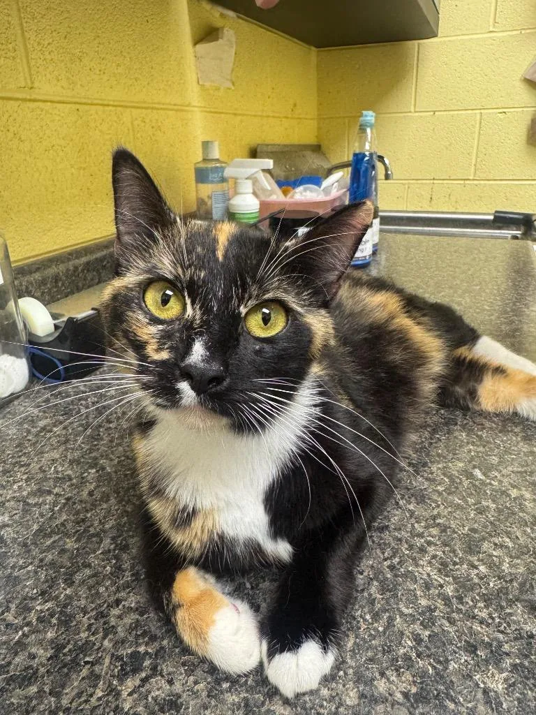 An adult small-sized female Domestic Short Hair cat named Raisin Brand for adoption in Crossville, TN