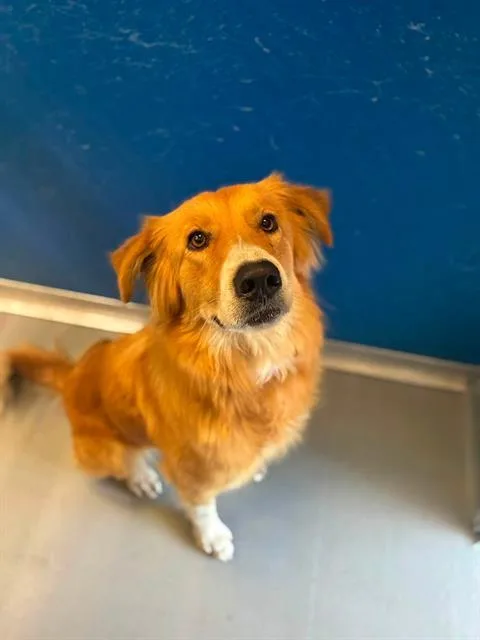 An adult large-sized female Golden Retriever dog named Princess for adoption in Visalia, CA