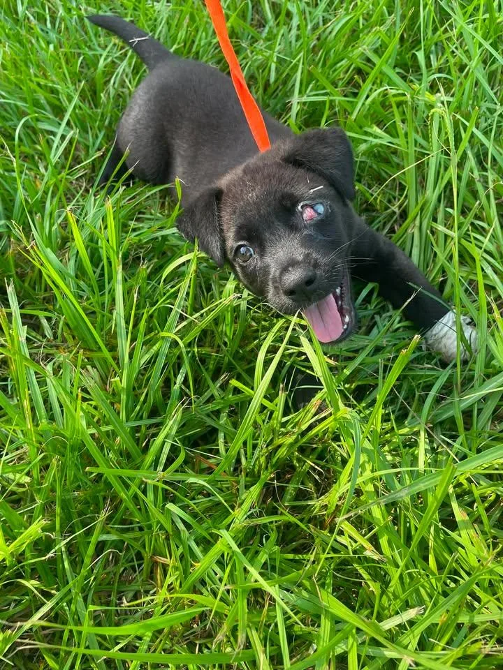 A baby medium-sized male Black Rat Terrier dog named Finn for adoption in Winnie, TX