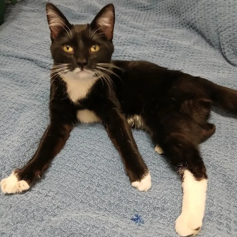 Shoobacca thumbnail 2