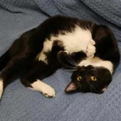 Shoobacca thumbnail 3