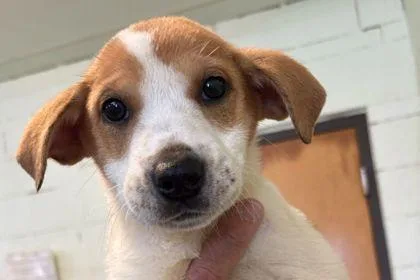 A baby small-sized female Hound dog named Biscuit for adoption in Westland, MI