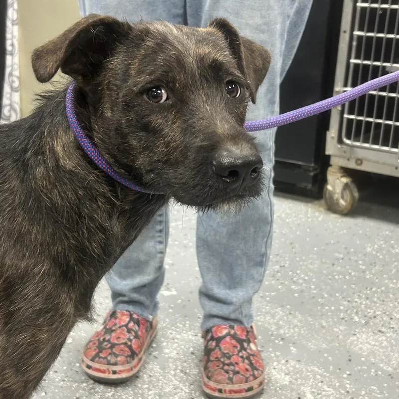 A young medium-sized female Brindle Terrier dog named Harriet for adoption in St Joseph, MO