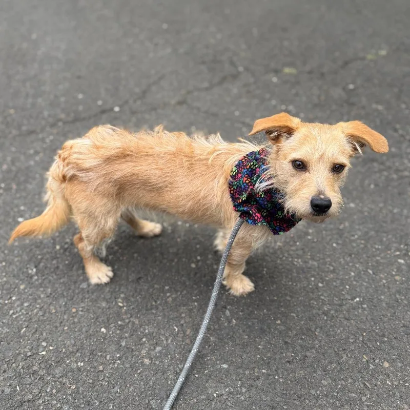 An adult small-sized male Yellow / Tan / Blond / Fawn Chihuahua dog named Gentry for adoption in Newberg, OR
