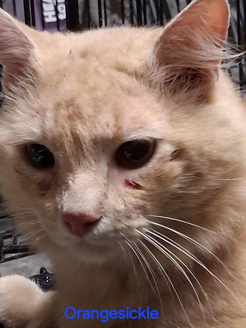 An adult medium-sized male Orange / Red Domestic Short Hair cat named Orange Sickle for adoption in Oviedo, FL