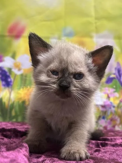 A baby small-sized female Siamese cat named Kinsley for adoption in San Antonio, TX