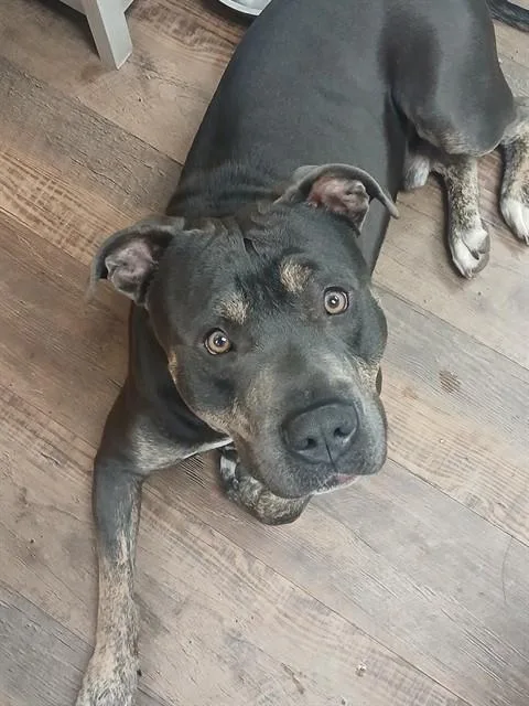 A young large-sized male Pit Bull Terrier dog named Zion for adoption in Albuquerque, NM