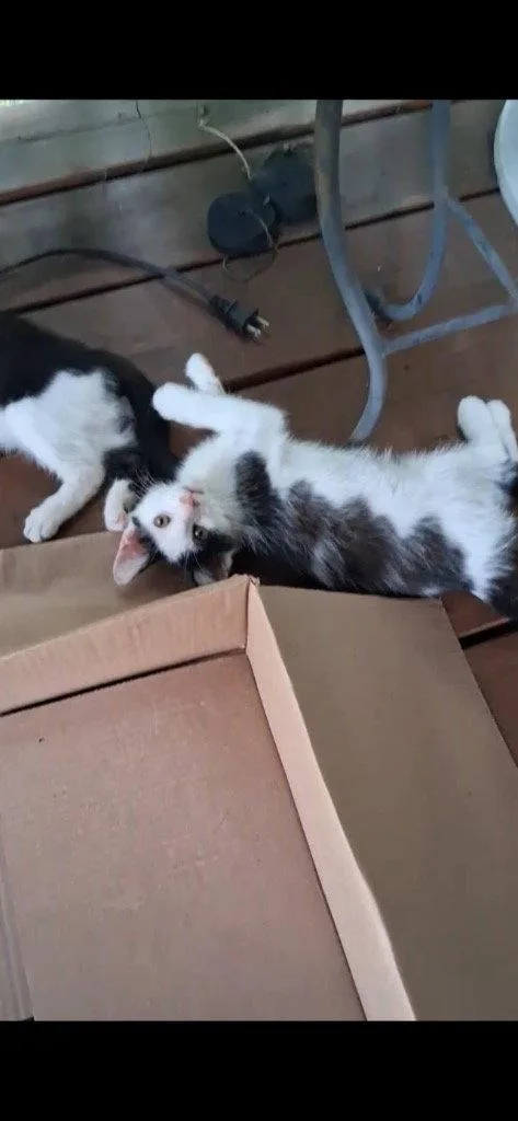 A baby medium-sized female Black & White / Tuxedo Domestic Short Hair cat named Ichabod for adoption in Cromwell, KY