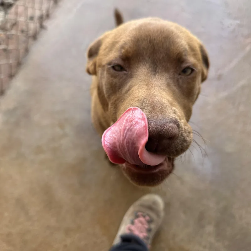 A young medium-sized female Mixed Breed dog named Jenny for adoption in Guthrie, OK