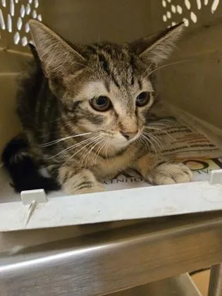 A baby small-sized male Domestic Short Hair cat named Puck for adoption in Gainesville, FL