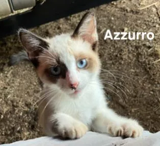 A baby medium-sized male Domestic Short Hair cat named Azzzuro for adoption in Zimmerman, MN