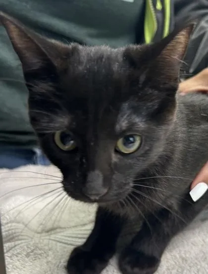 A young medium-sized female Domestic Short Hair cat named Halloween for adoption in Kansas City, MO