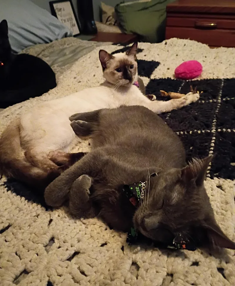 A baby medium-sized male Gray / Blue / Silver Domestic Short Hair cat named Stormy for adoption in San Juan Capistrano, CA